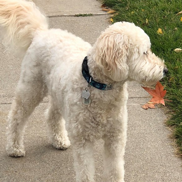 Meet your Posher, Raven - Picture 1 of 1